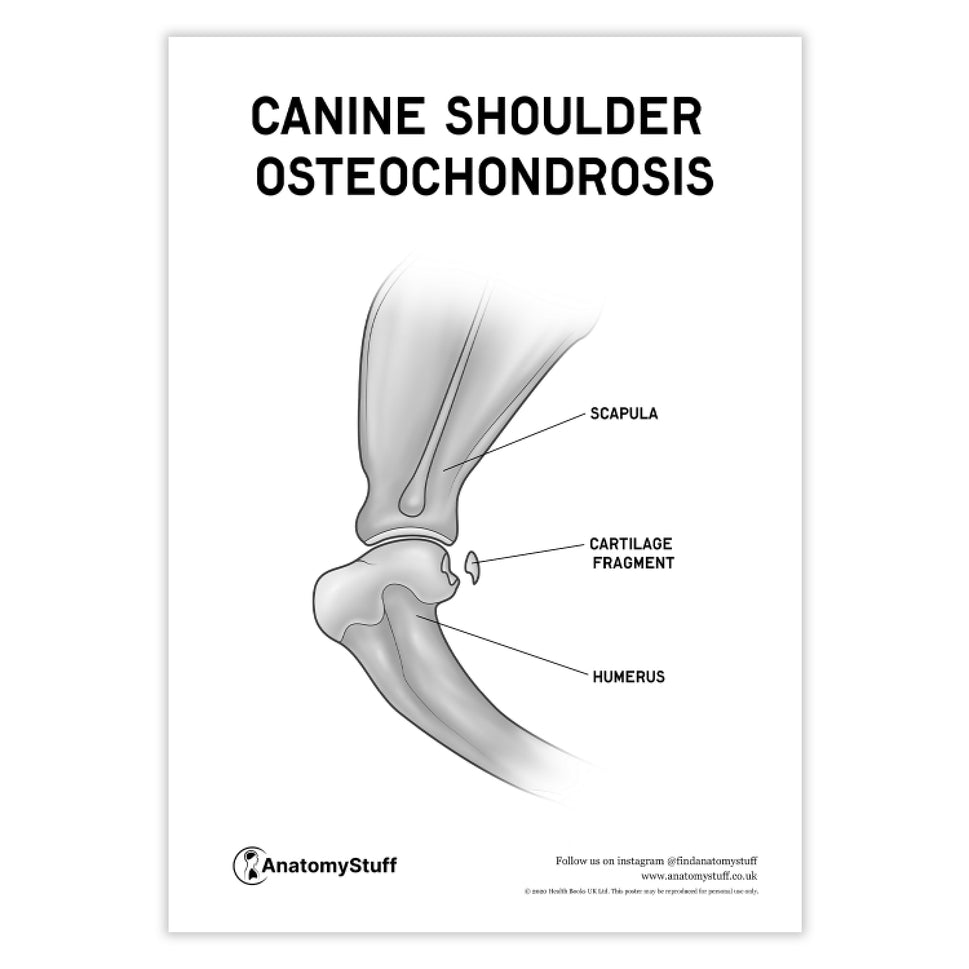 Canine Osteochondrosis Poster PDF
