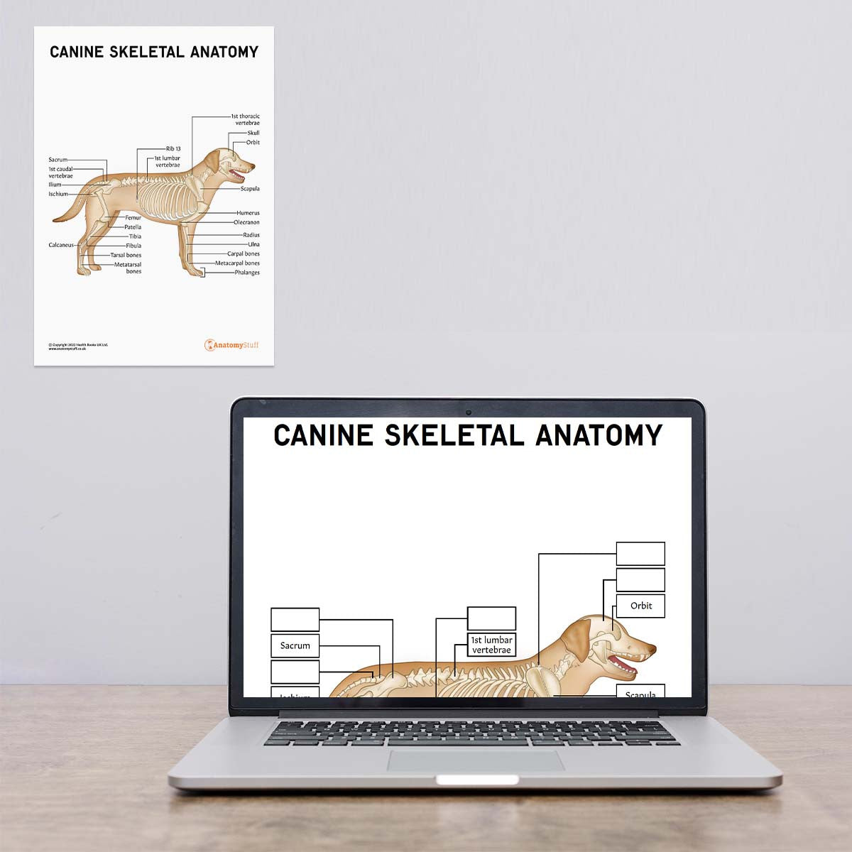 Canine Skeletal Anatomy Poster / Worksheet (Interactive & Printable PDF)
