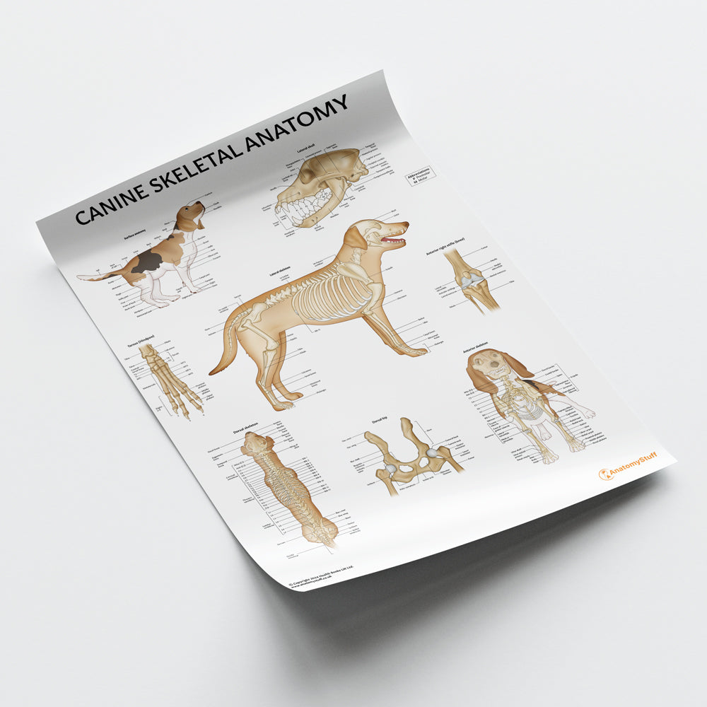 Canine Skeletal Anatomy Chart / Poster