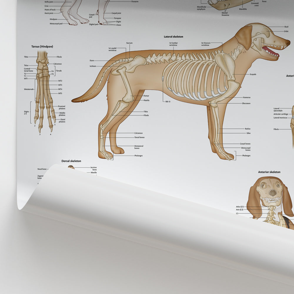 Canine Skeletal Anatomy Chart / Poster