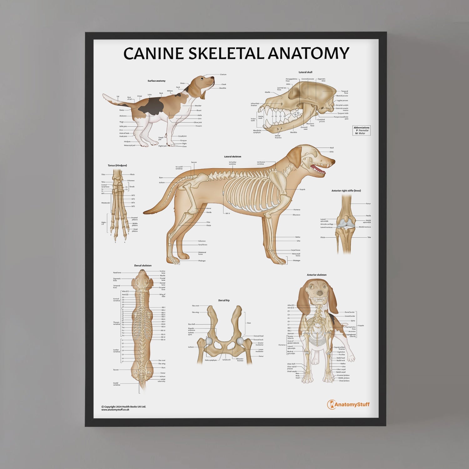Canine Skeletal Anatomy Chart / Poster