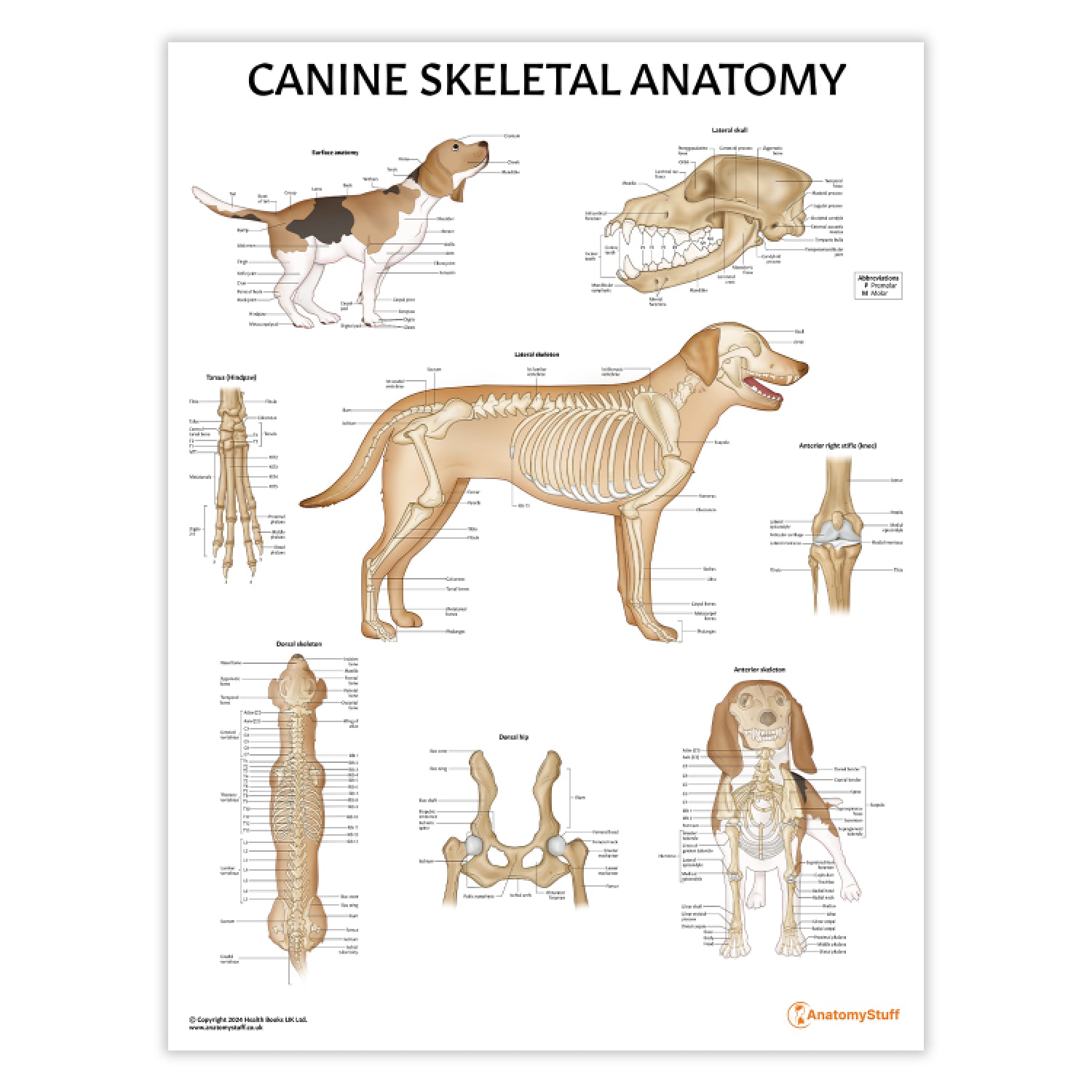Canine Skeletal Anatomy Chart / Poster