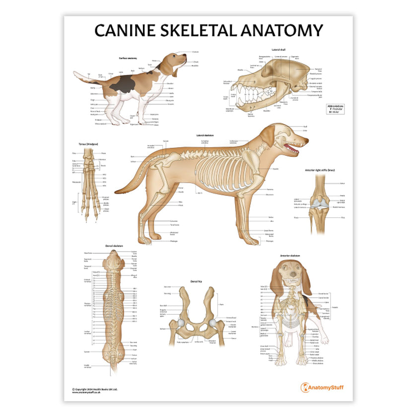 Canine Skeletal Anatomy Chart / Poster
