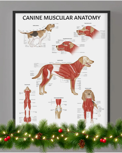 Canine Muscular Anatomy