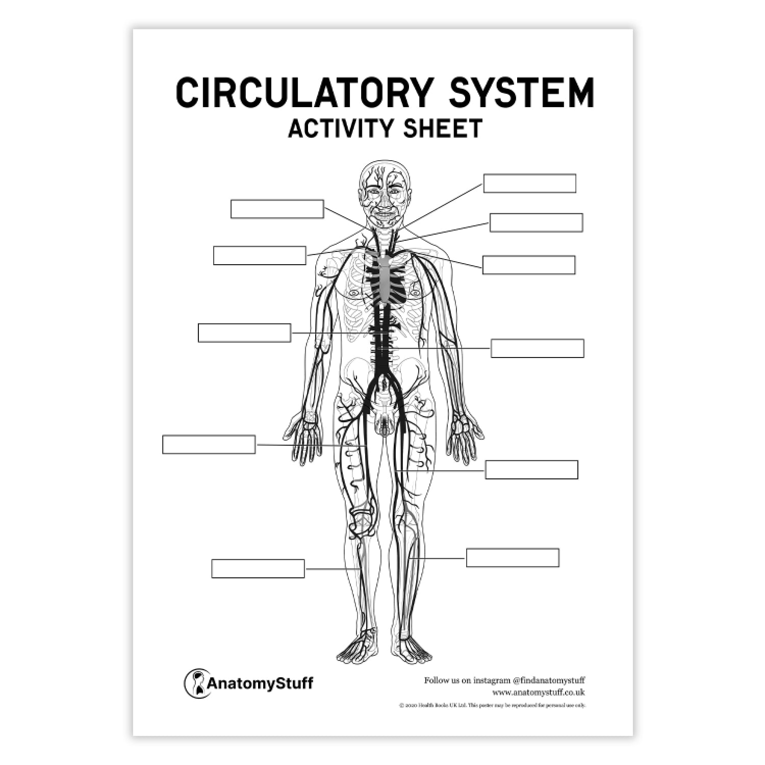 Circulatory System Anatomy Activity Sheet PDF