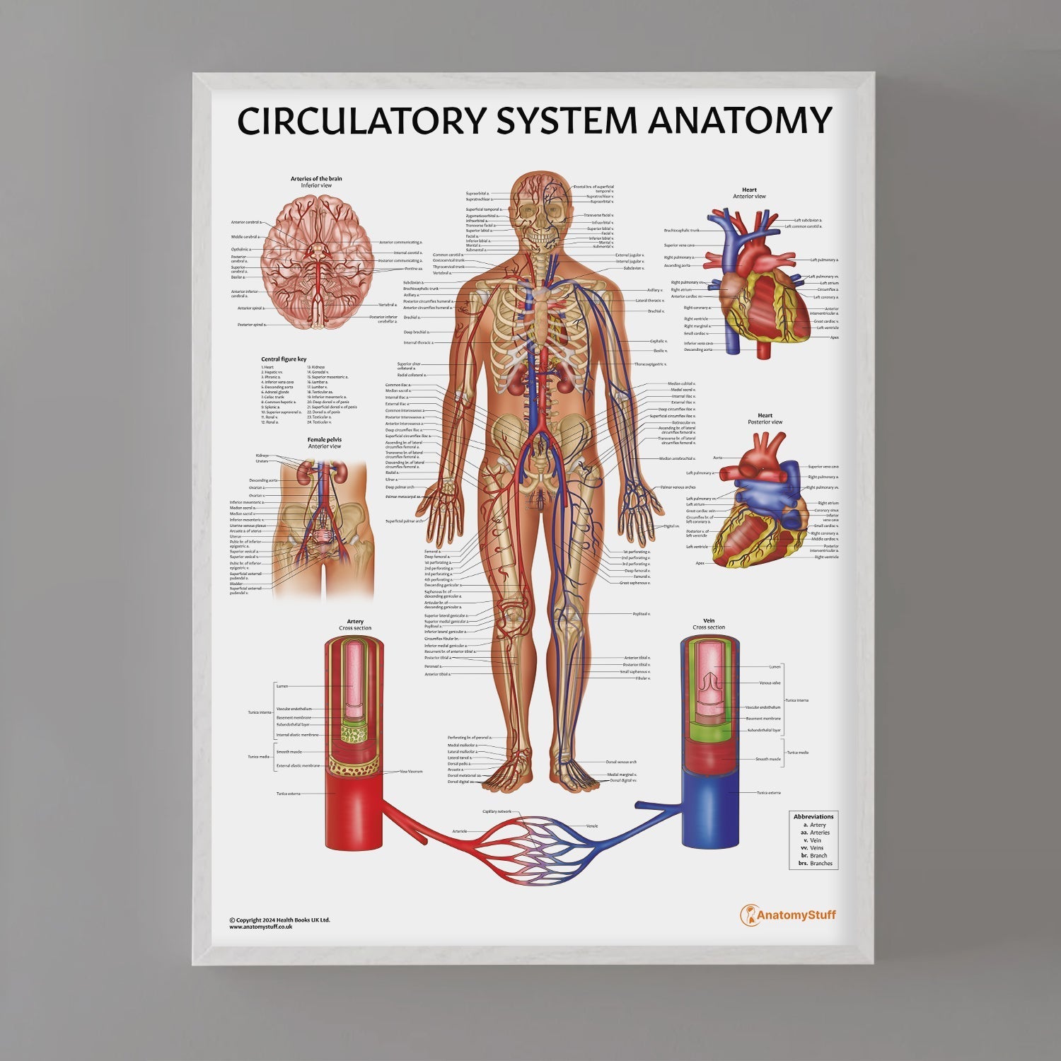 Circulatory System Anatomy Chart / Poster