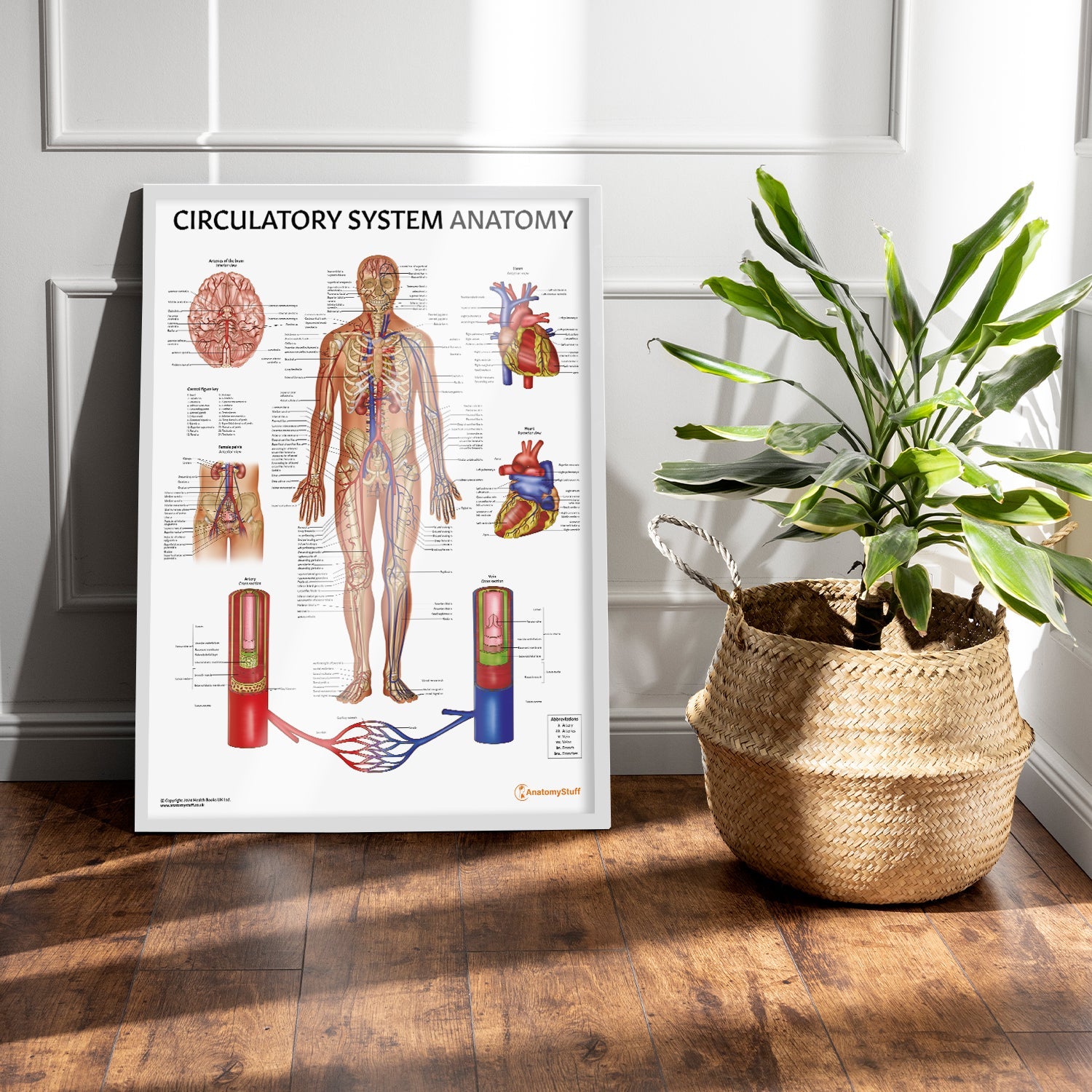 Circulatory System Anatomy Chart / Poster