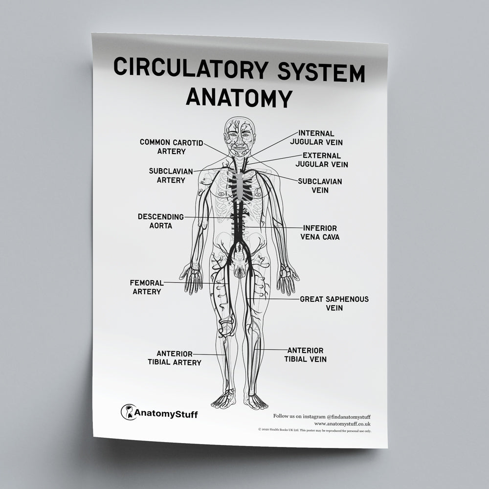 Circulatory System Anatomy Poster PDF