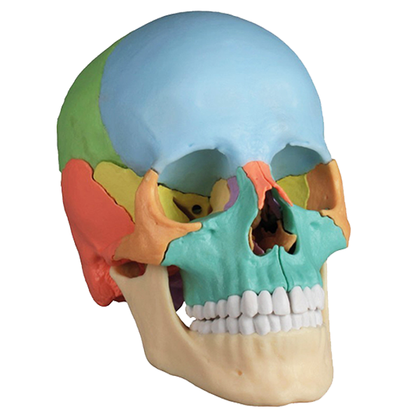 <strong>Coloured Osteopathic Skull Model</strong>
