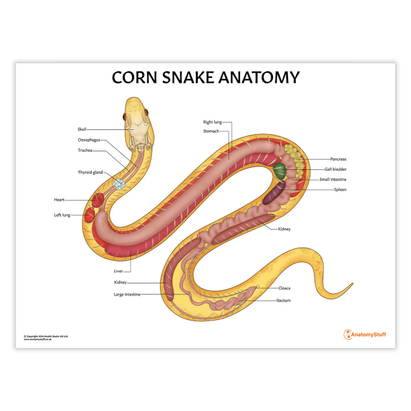 Corn Snake Anatomy Chart / Poster