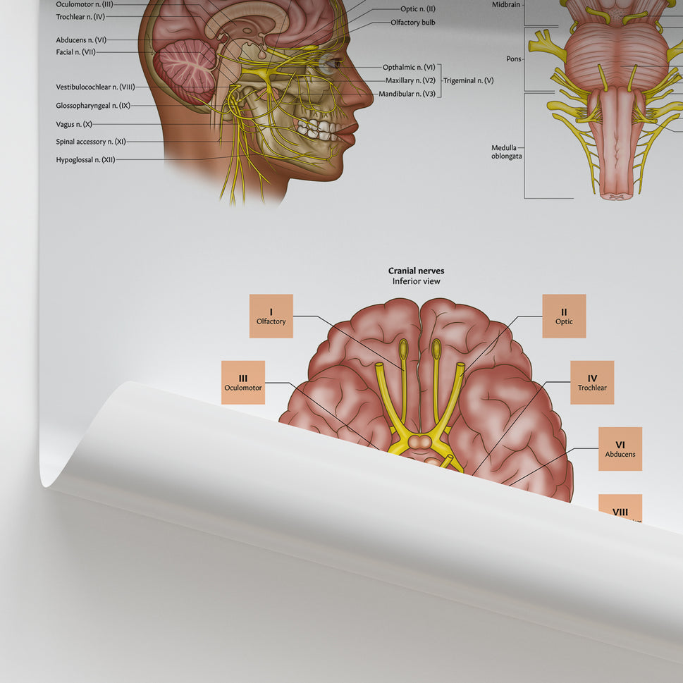 Cranial Nerve Anatomy Chart / Poster