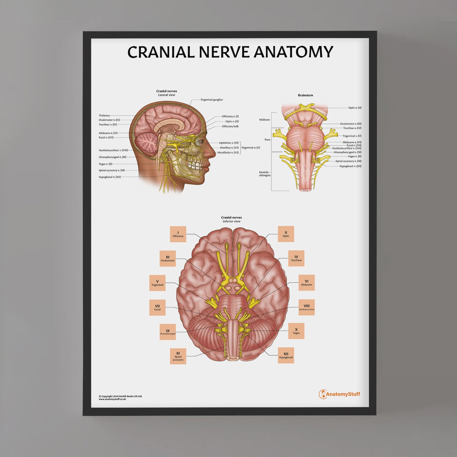 Cranial Nerve Anatomy Chart / Poster
