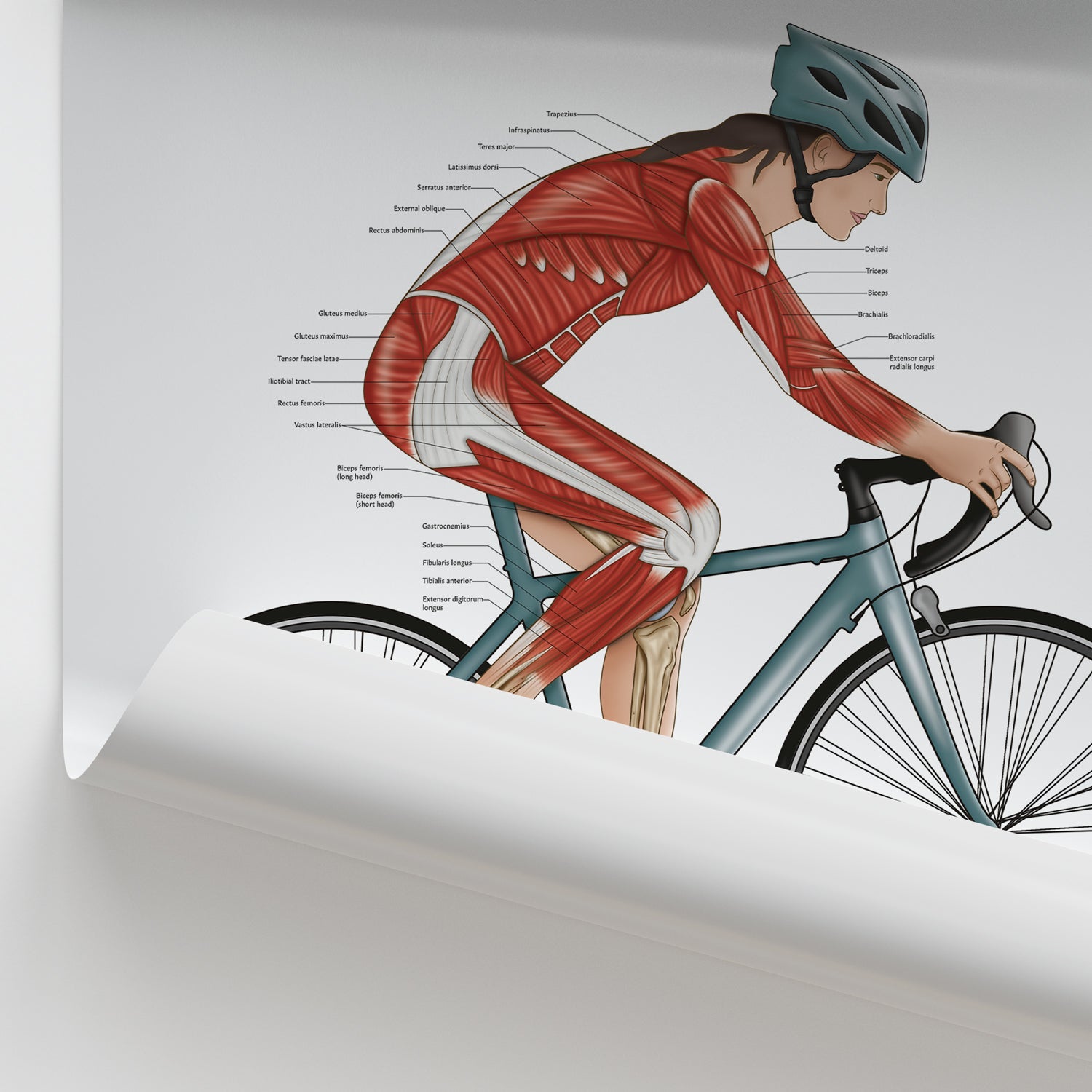 Cycling Anatomy Chart / Poster (Female)