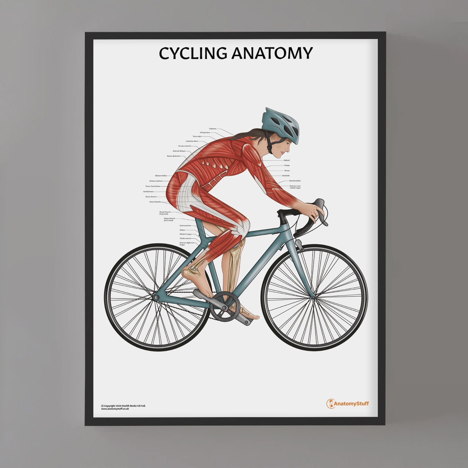 Cycling Anatomy Chart / Poster (Female)