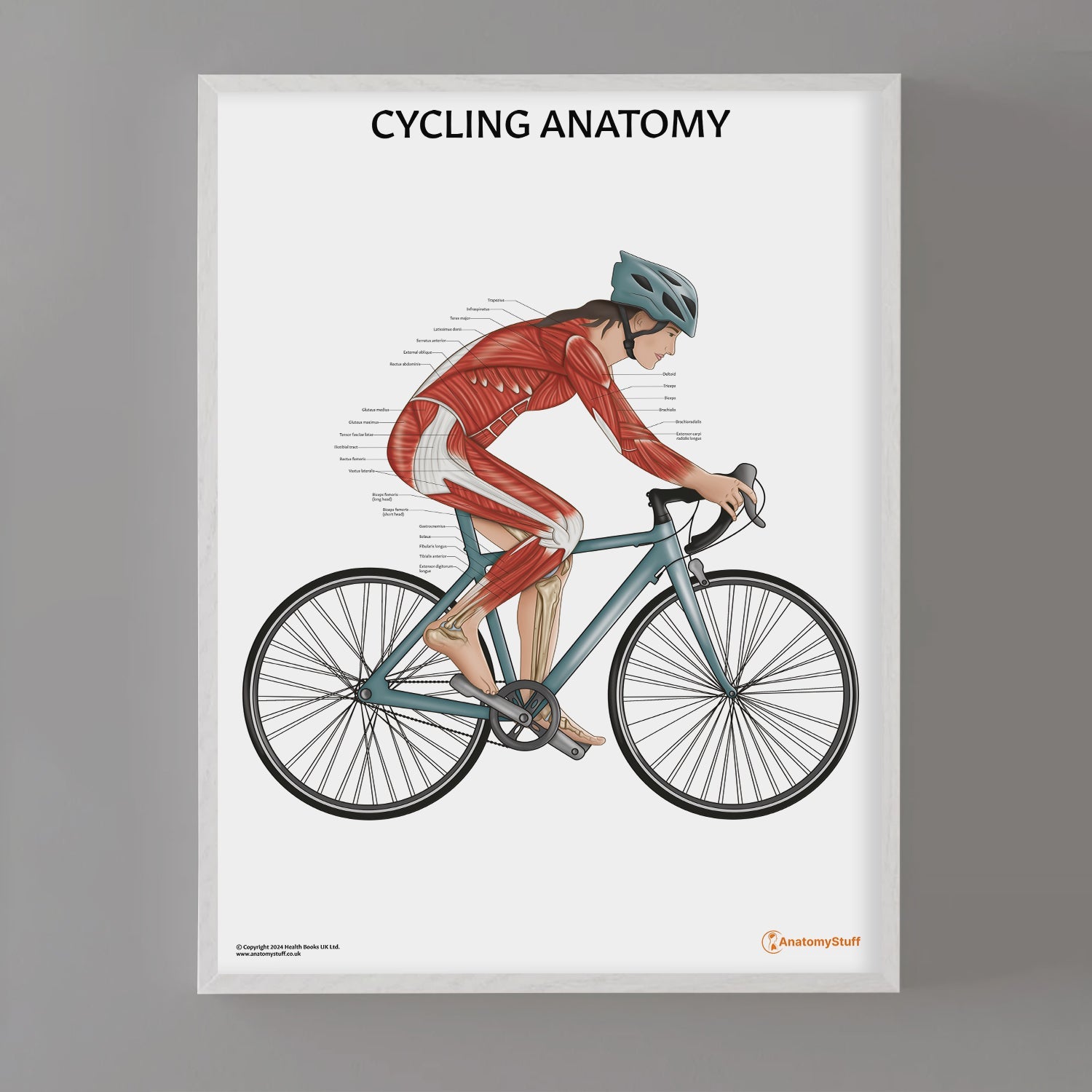 Cycling Anatomy Chart / Poster (Female)