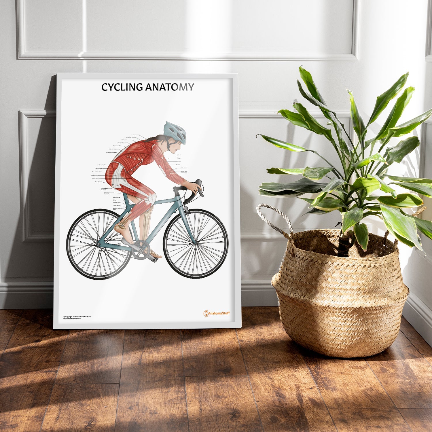 Cycling Anatomy Chart / Poster (Female)