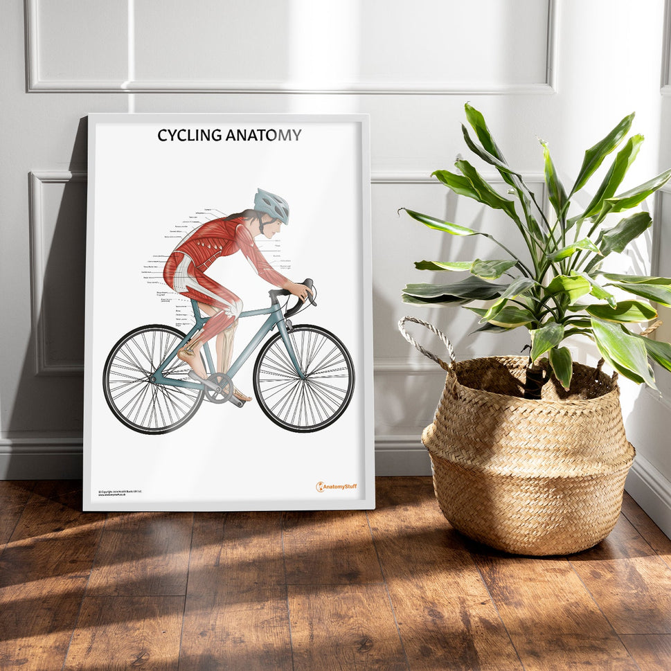 Cycling Anatomy Chart / Poster (Female)