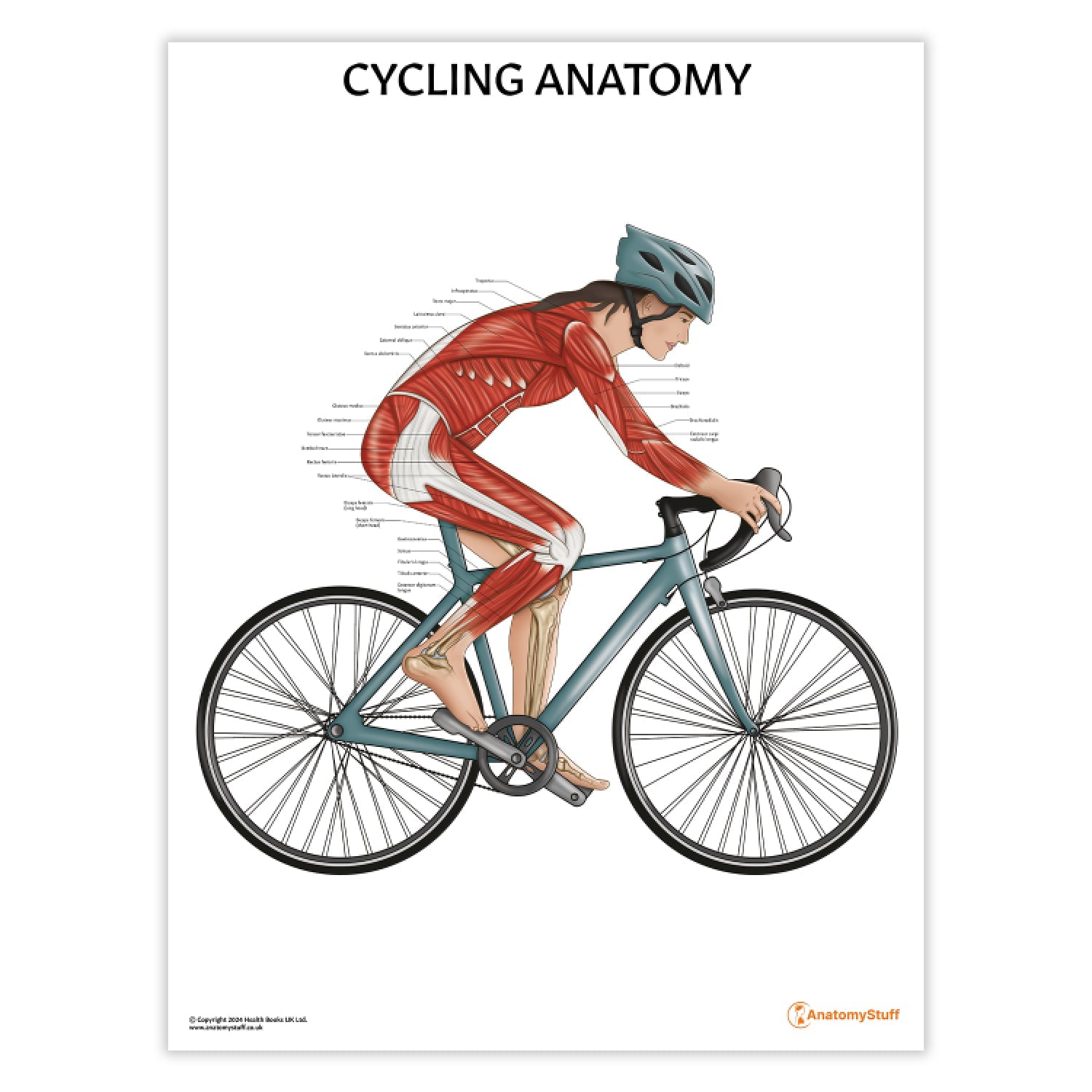 Cycling Anatomy Chart / Poster (Female)