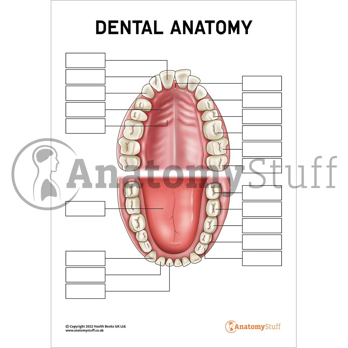 Dental Anatomy Poster / Worksheet (Interactive & Printable PDF)