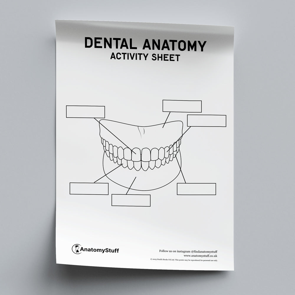 Dental Anatomy Activity Sheet PDF