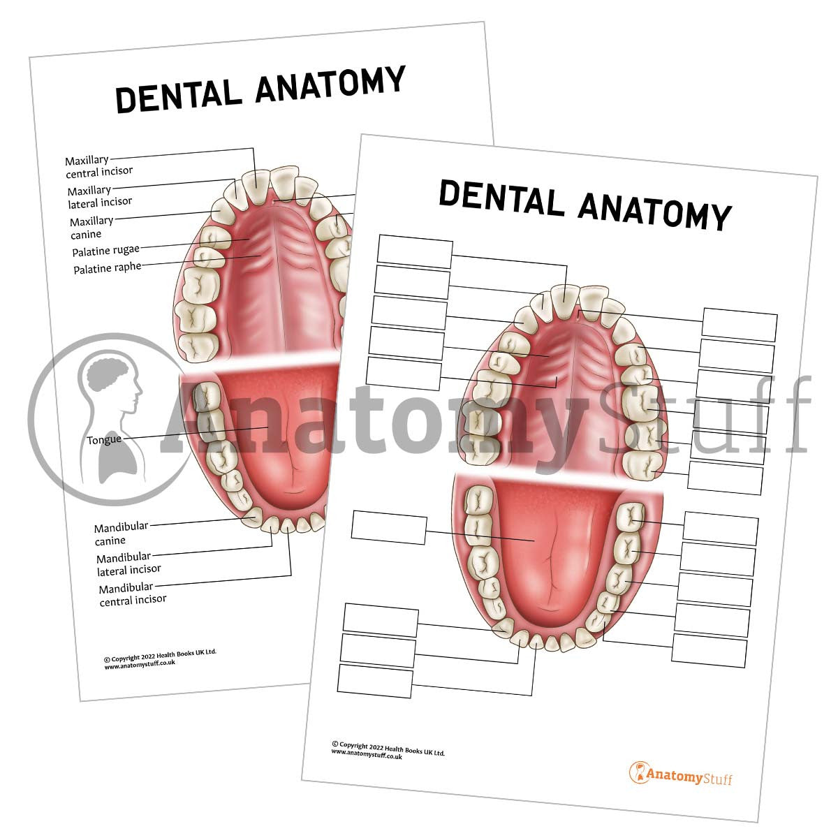 Dental Anatomy Poster / Worksheet (Interactive & Printable PDF)