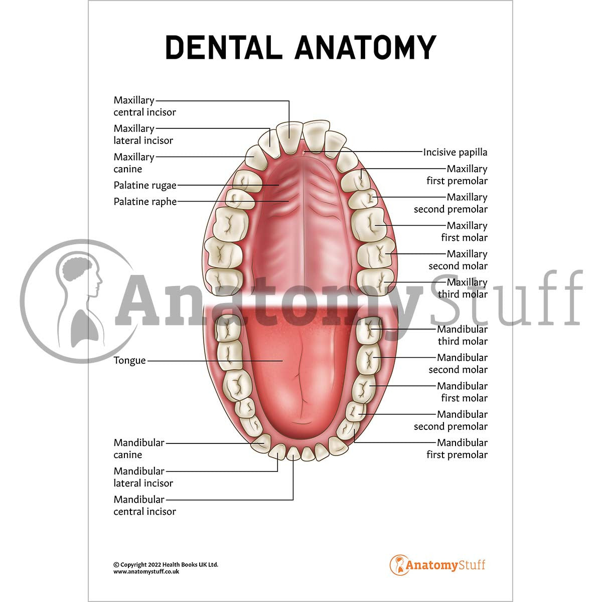 Dental Anatomy Poster / Worksheet (Interactive & Printable PDF)
