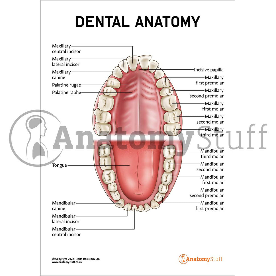 Dental Anatomy Poster / Worksheet (Interactive & Printable PDF)