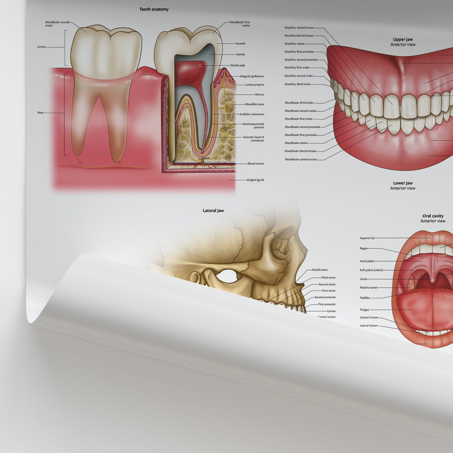 Dental Anatomy Chart / Poster