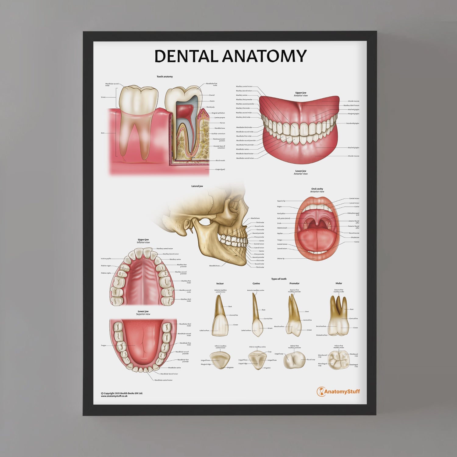 Dental Anatomy Chart / Poster