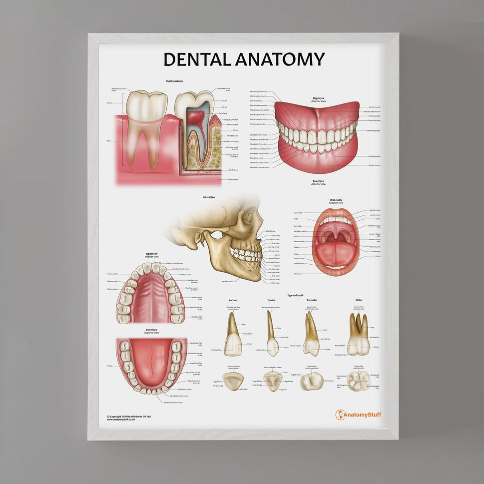 Dental Anatomy Chart / Poster