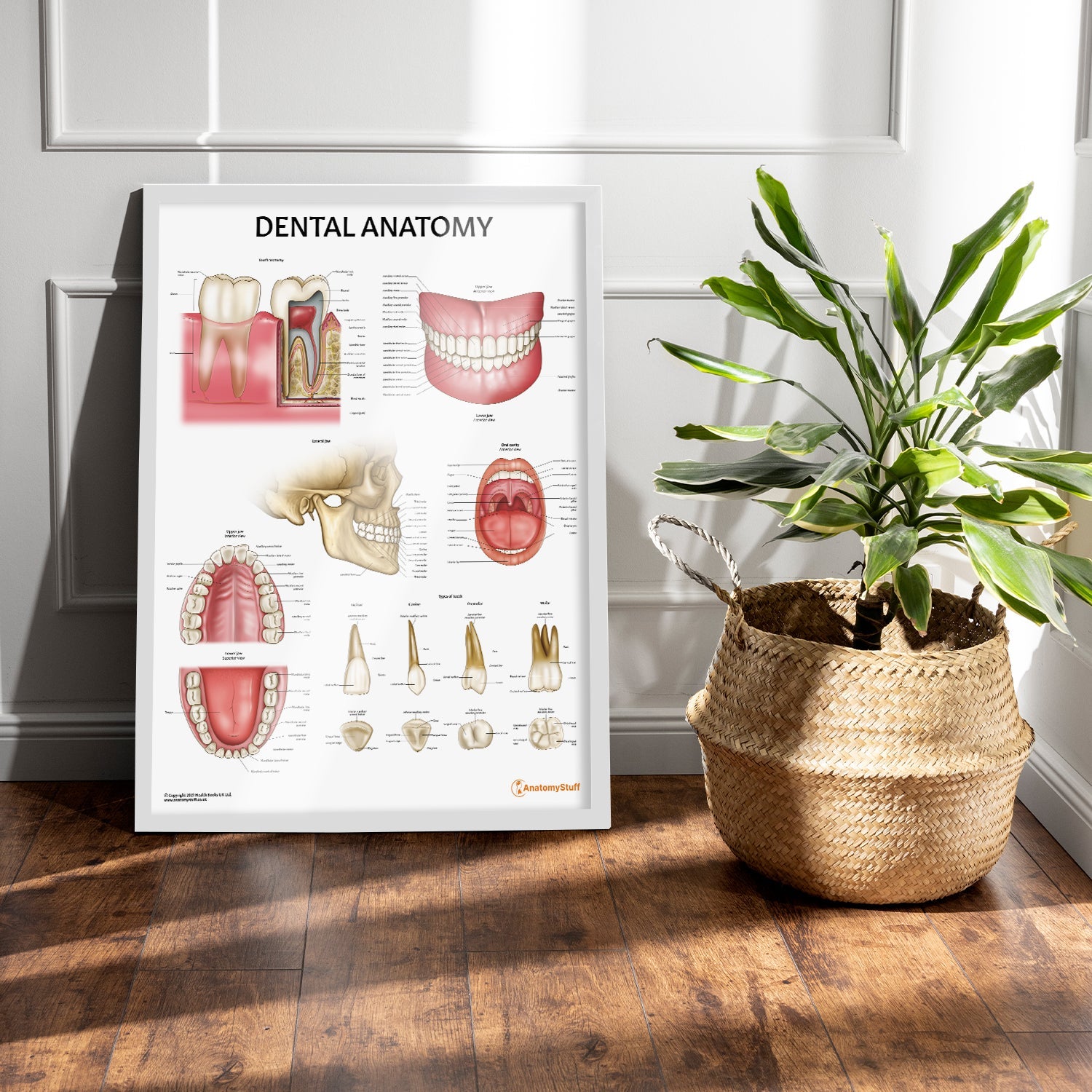 Dental Anatomy Chart / Poster