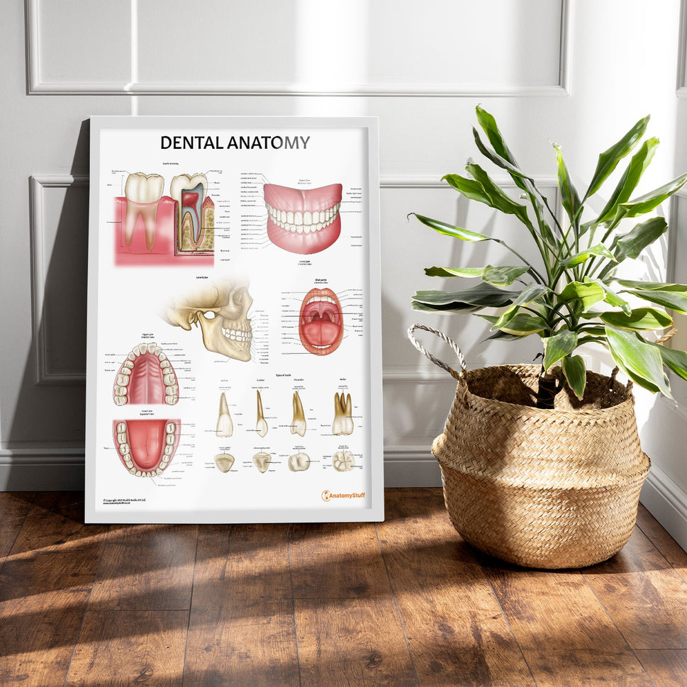 Dental Anatomy Chart / Poster