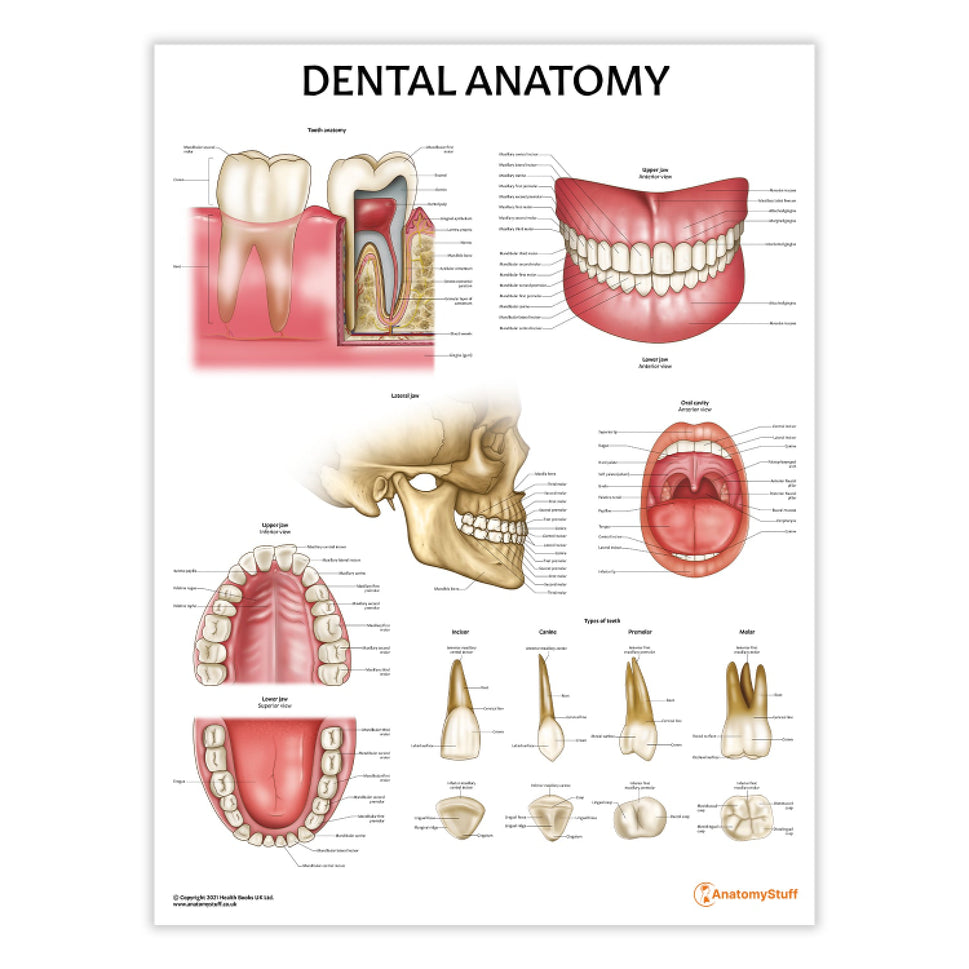 Dental Anatomy Chart / Poster