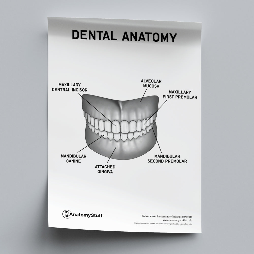 Dental Anatomy Poster PDF