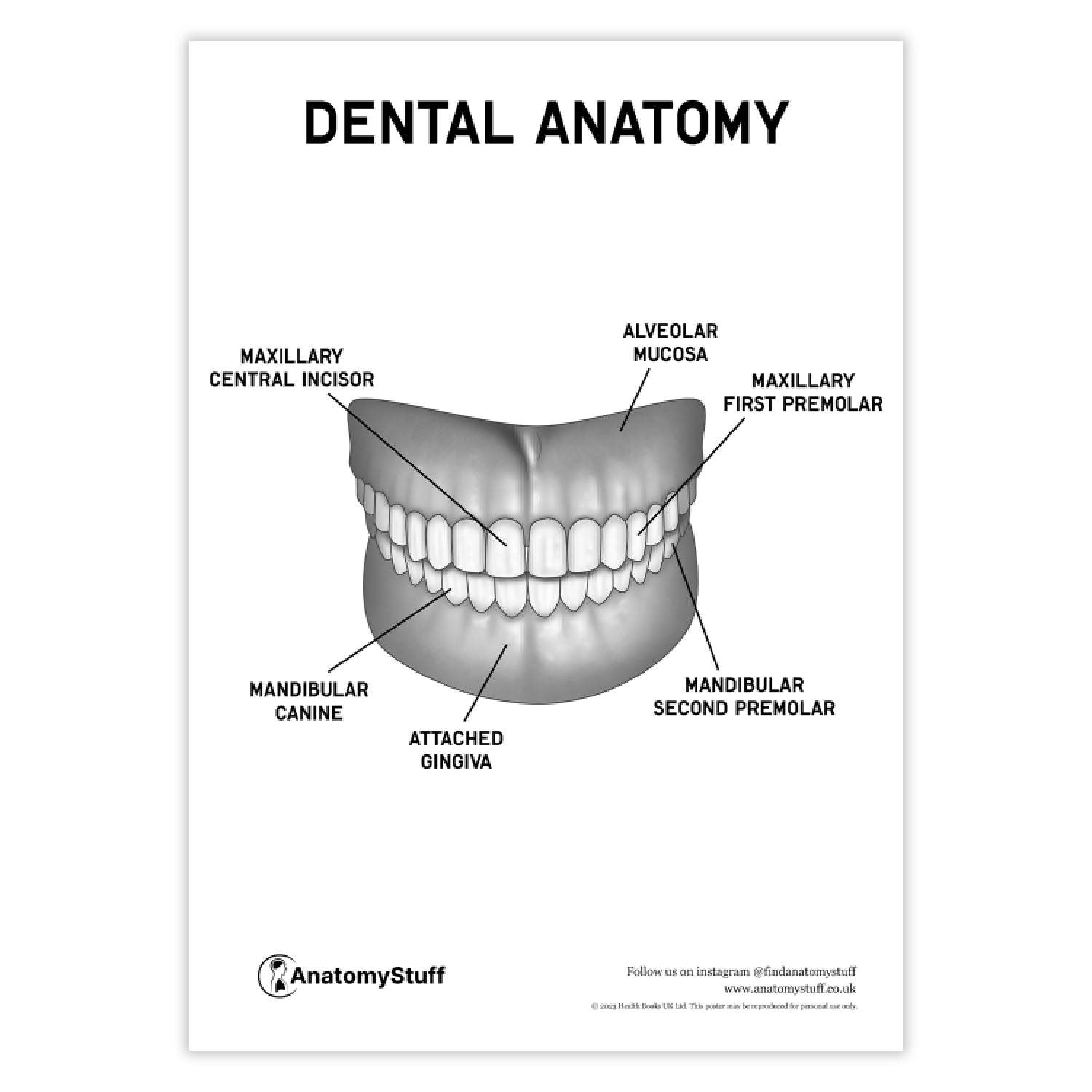 Dental Anatomy Poster PDF