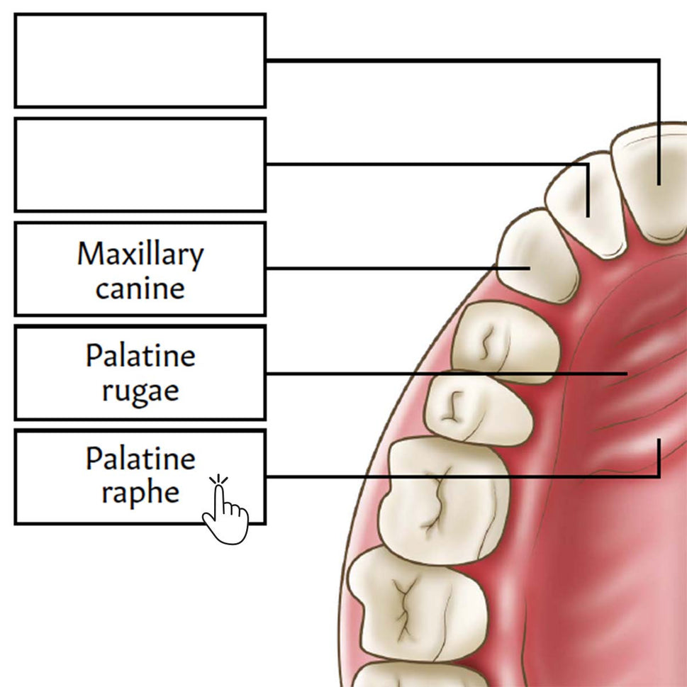 Dental Anatomy Poster / Worksheet (Interactive & Printable PDF)