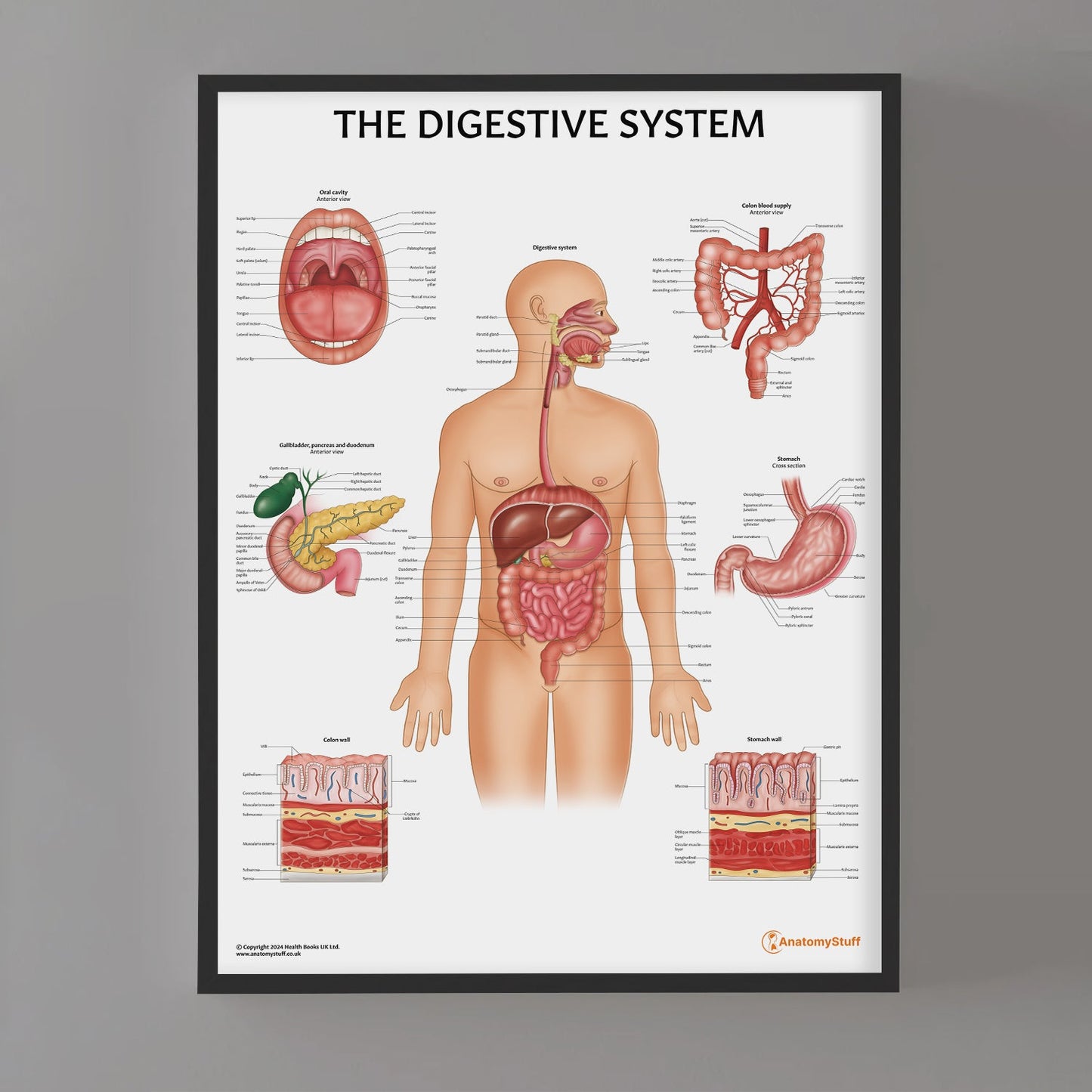 Digestive System Anatomy Chart / Poster