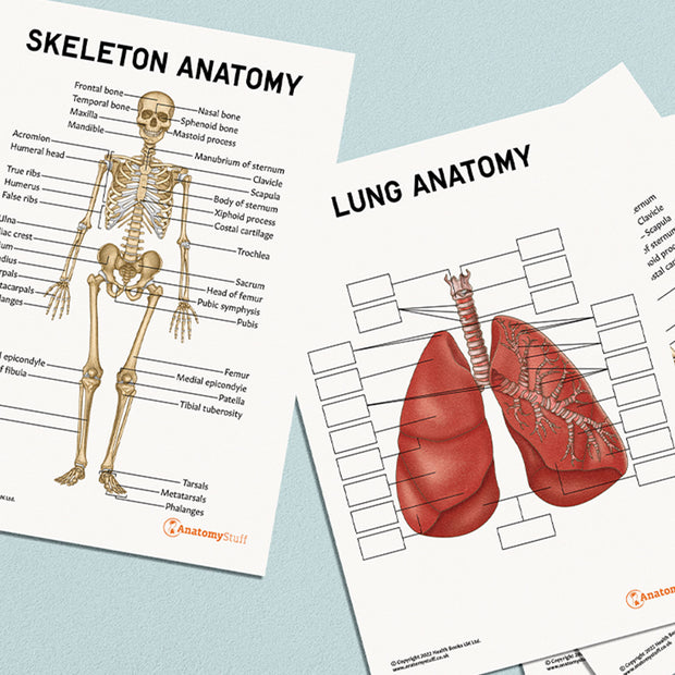 <strong>Digital Anatomy Worksheets</strong>