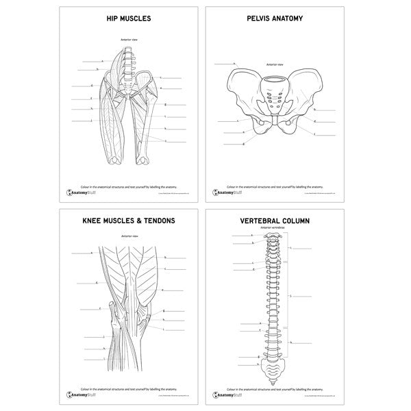Complete Anatomy Revision Pack (Printable PDFs)