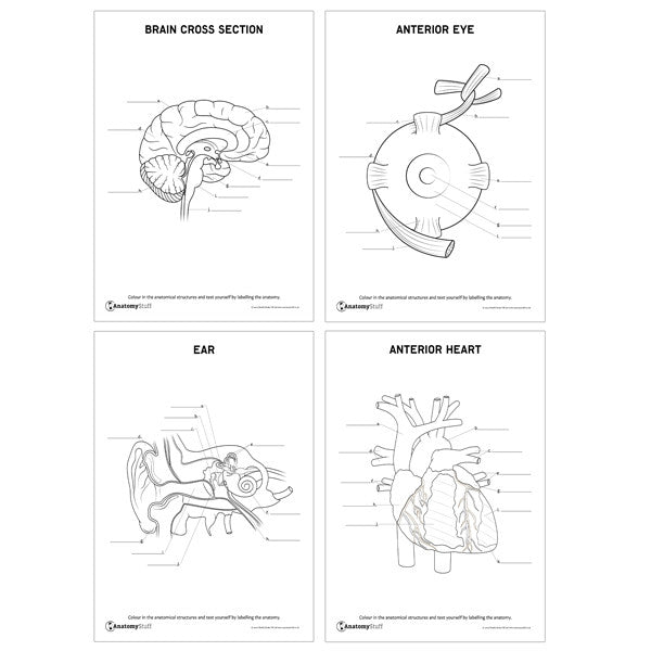 Complete Anatomy Revision Pack (Printable PDFs)