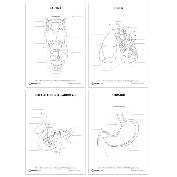 Complete Anatomy Revision Pack (Printable PDFs)
