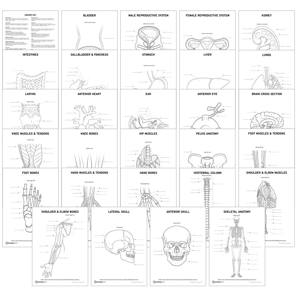 Complete Anatomy Revision Pack (Printable PDFs)