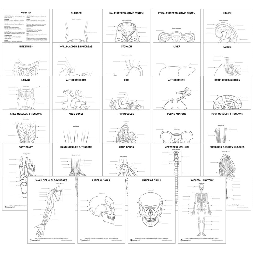 Complete Anatomy Revision Pack (Printable PDFs)