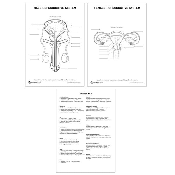 Internal Organs Revision Pack (Printable PDFs)