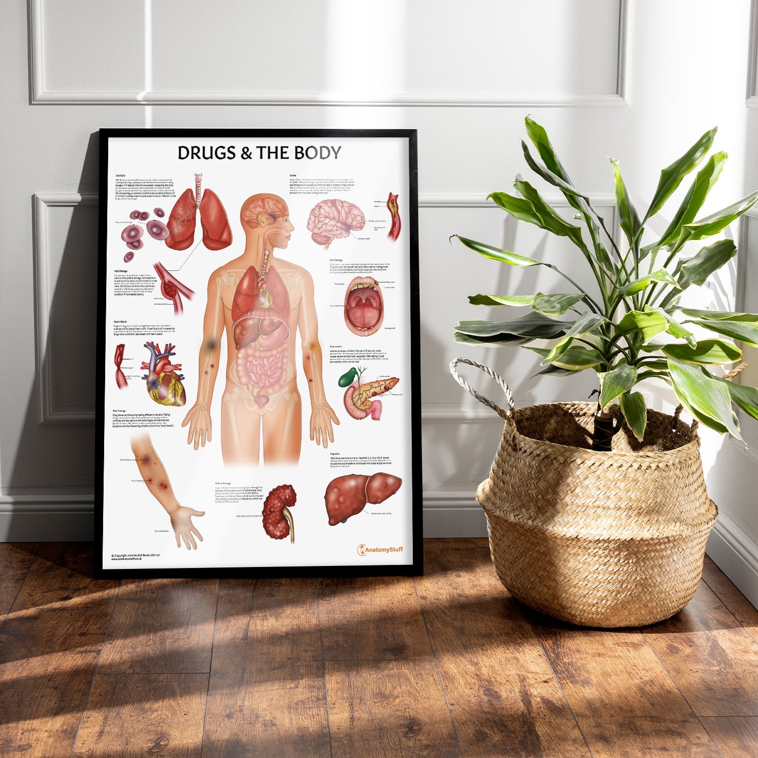 Drugs and The Body Chart / Poster