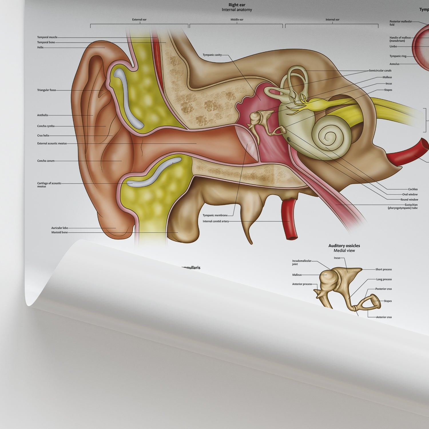 Ear Anatomy Chart / Poster