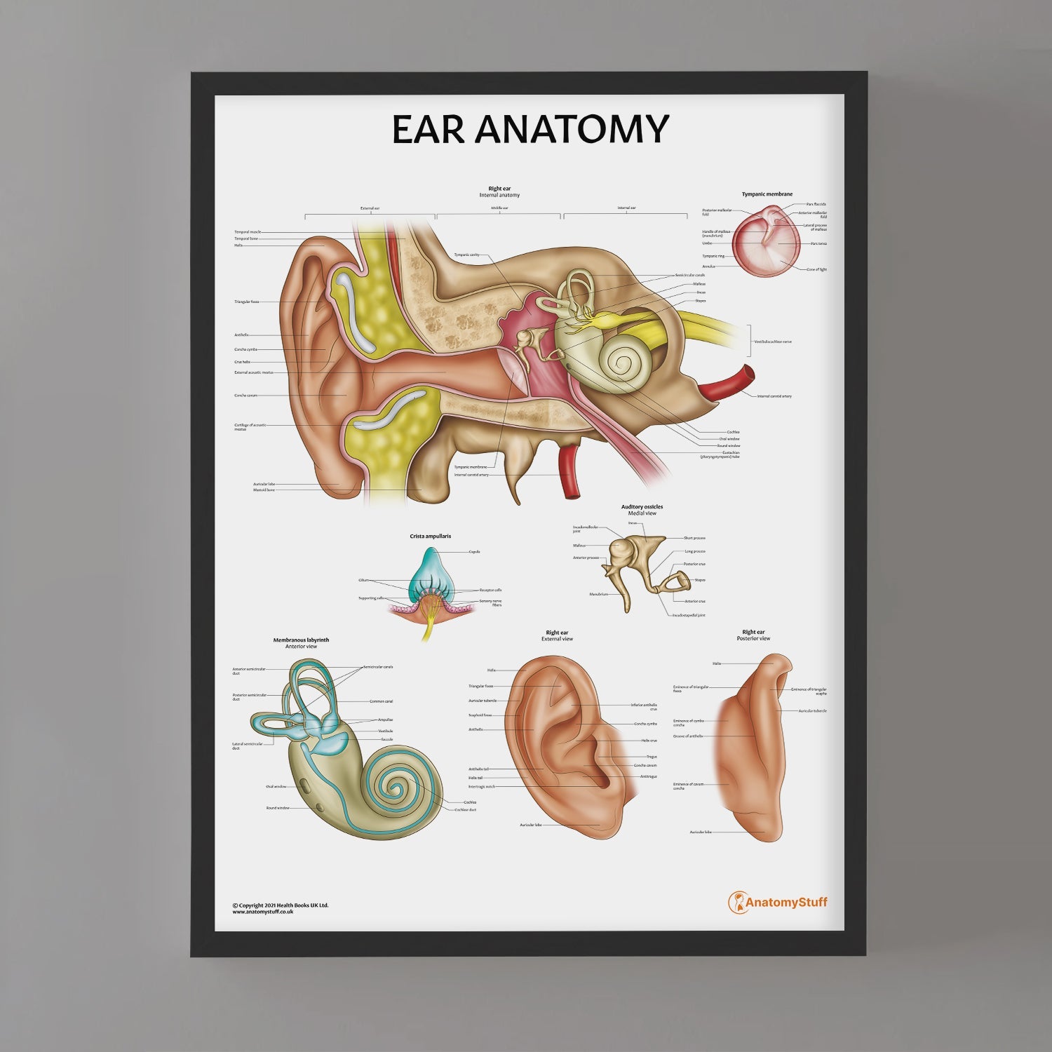 Ear Anatomy Chart / Poster