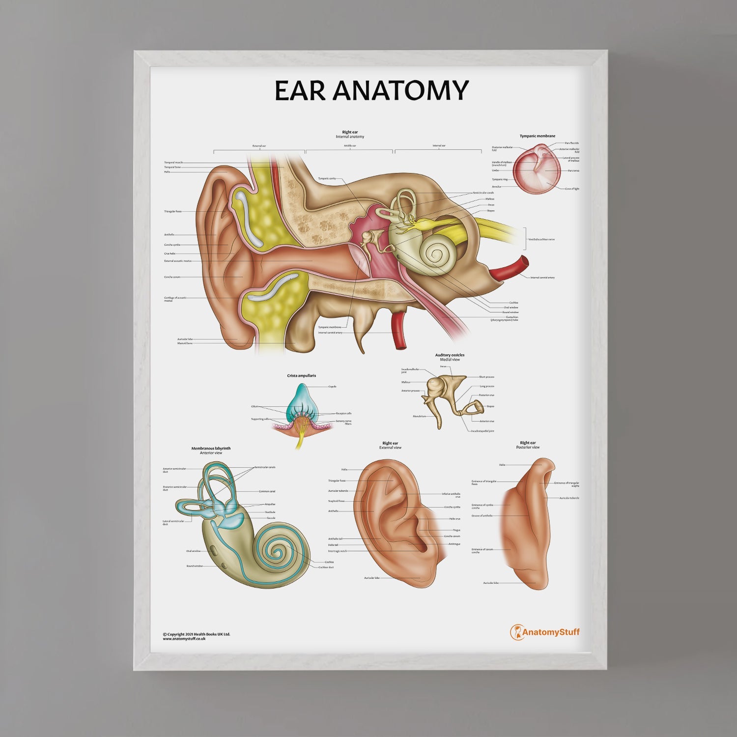 Ear Anatomy Chart / Poster