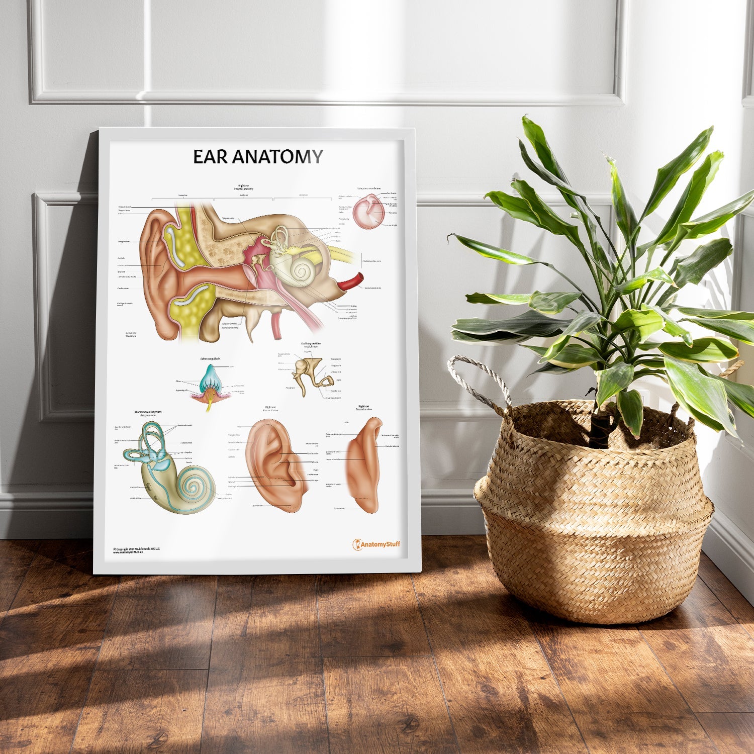 Ear Anatomy Chart / Poster