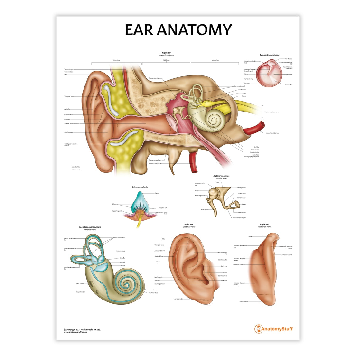 Ear Anatomy Chart / Poster